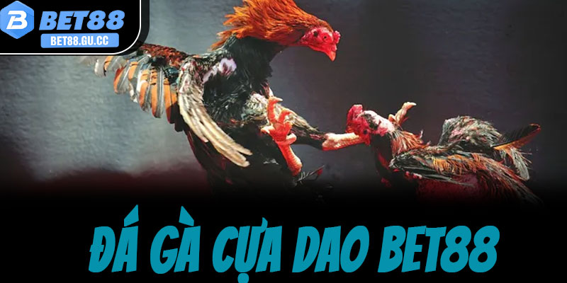 Phần faqs (câu hỏi thường gặp) về đá gà cựa dao bet88 từ A - Z